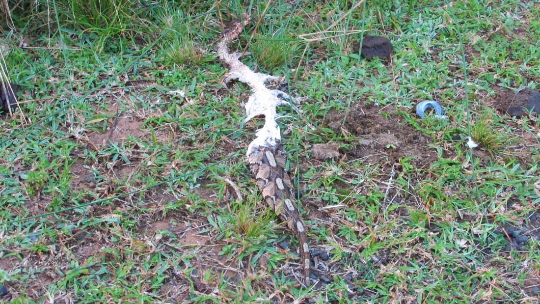 Gaboon adder partially eaten by Southern-banded snake-eagle, Isimangaliso Wetlands Park