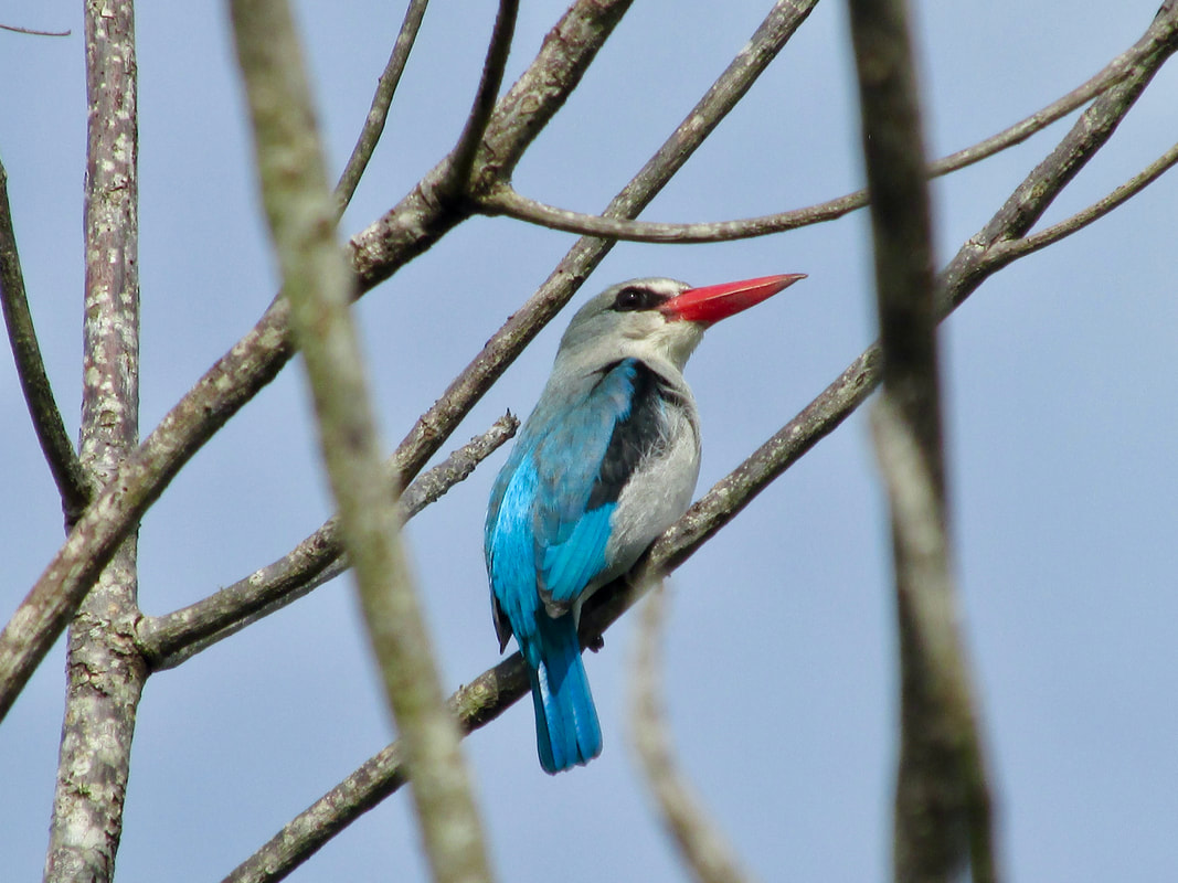 Mangrove kingfisher perched in tree, St Lucia