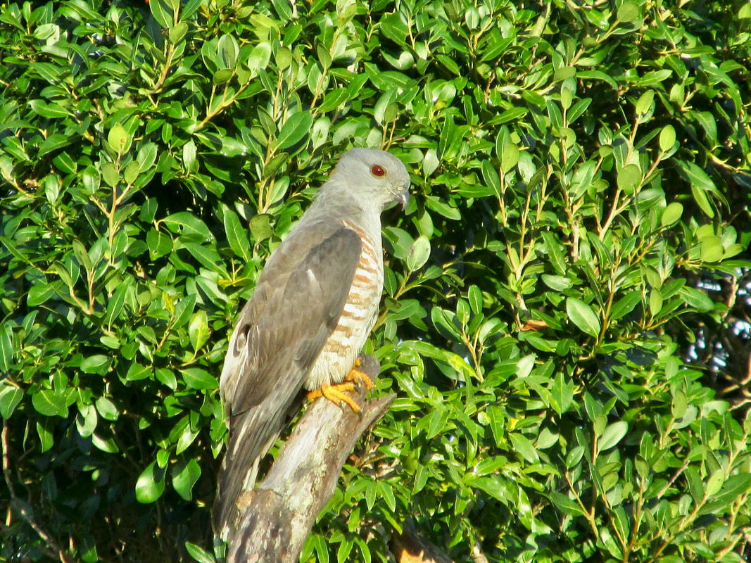 African cuckoo hawk in forest