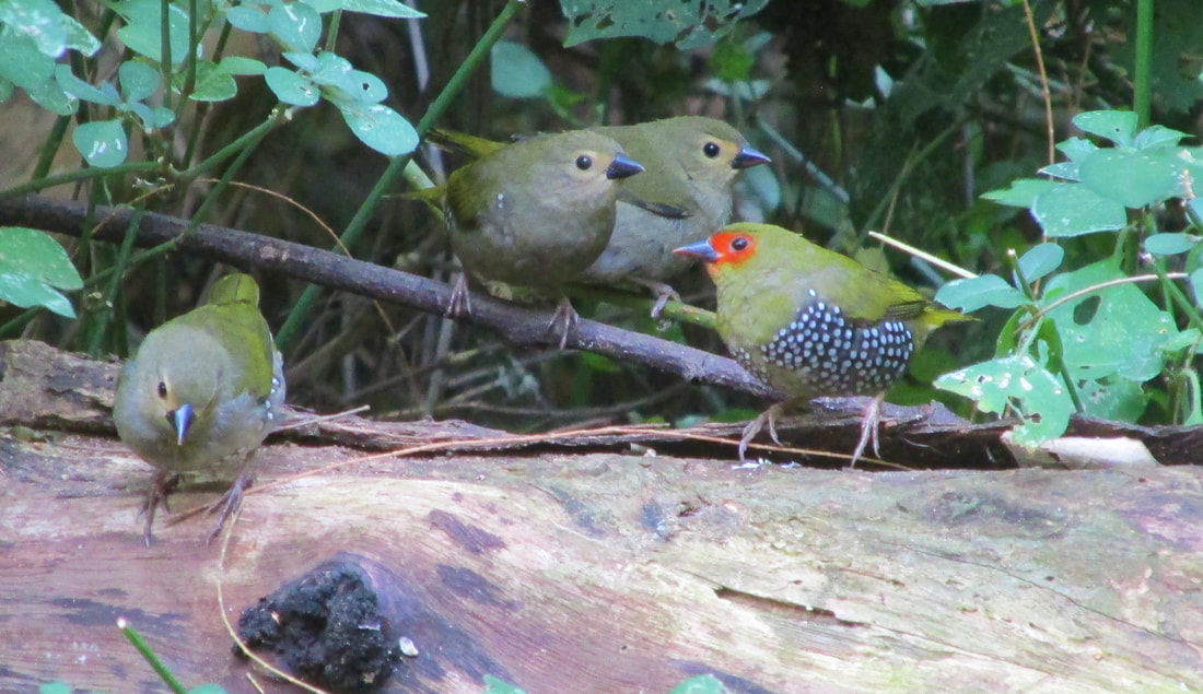Family group of Green twinspot seen on a guided bird walk in St Lucia